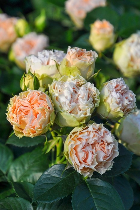 冬季大苗】バラ苗 アンティークレース 国産苗 6号鉢植え品［農林水産省