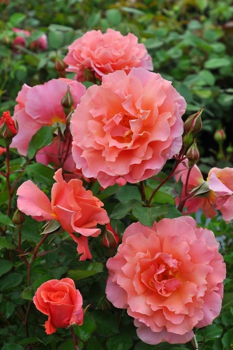 バラ苗【中苗】サンセットグロウ 国産苗 6号鉢植え品［契約品種］《OM