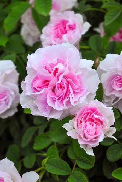 バラ苗【中苗】ブラッシュヒップ 国産苗 6号鉢植え品《J-OC20