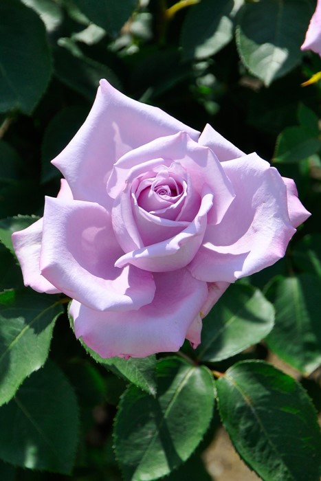 冬季大苗】バラ苗 ブルームーン 国産苗 6号鉢植え品《J-HT10》【0204