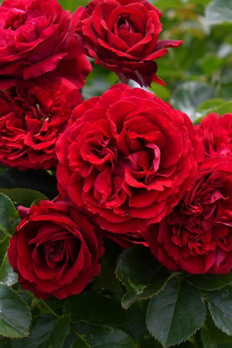 バラ苗【中苗】プランタジネット 国産苗 6号鉢植え品［農林水産省 品種