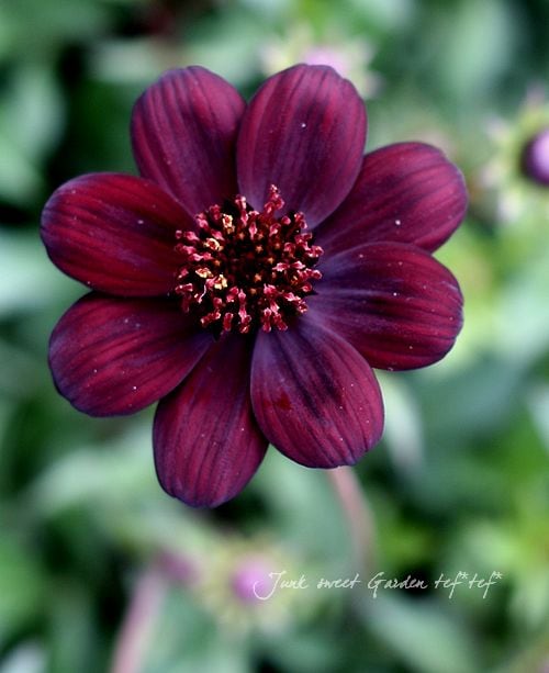 チョコレートコスモス チョコレートコスモスの花の種 – Pure Asia Seeds