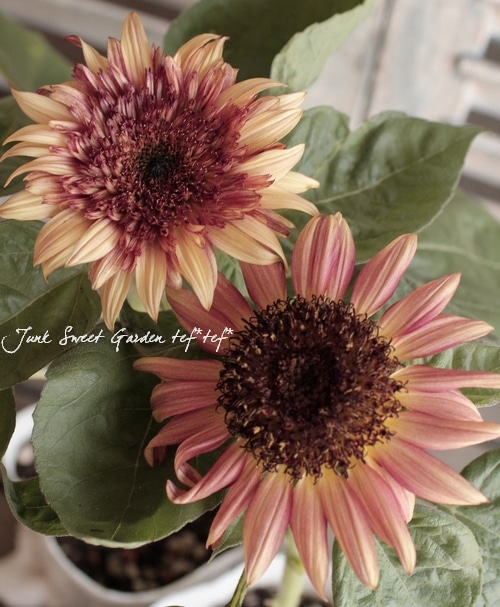 ひまわり Amazon.co.jp: 林部智史 : 【Amazon.co.jp限定】ひまわり(SG)(特典