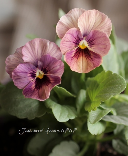 ハンドメイド　ビオラ VEGIHANA FARMさん】 ビオラ 『ラビッツ・D』 3.5寸POT