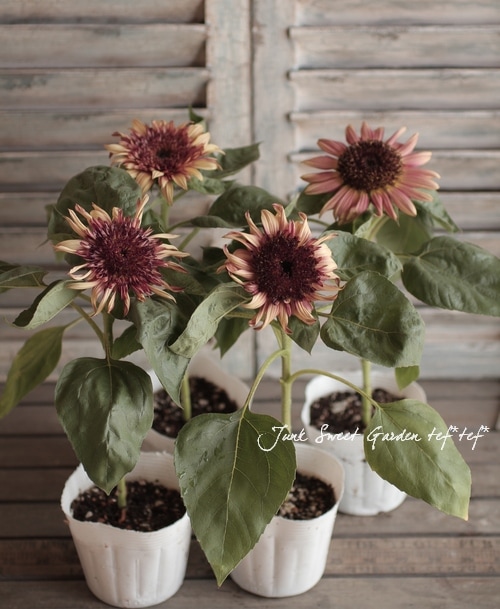 ひまわり miyaZii | 夏空とひまわり🌻 2025/8/16撮影 camera Nikon Z f lens