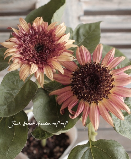 ひまわり4 i>Helianthus annuus</i><BR><BR>アンティークカラー<BR>夏と言えば