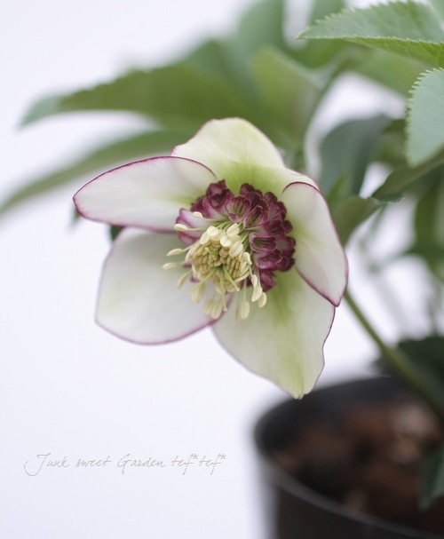 クリスマスローズ　多弁ホワイトブロッチdd　開花見込み大株 楽天市場】クリスマスローズ 開花見込み株 実生苗 ダブル咲き ホワイト