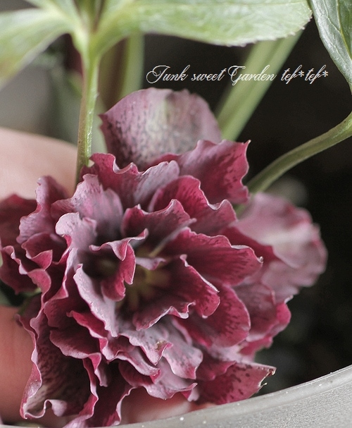 n*a様 クリスマスローズ 開花株☆ 楽天市場】クリスマスローズ ダブル 開花株 超多弁ピンクピコティ 6号