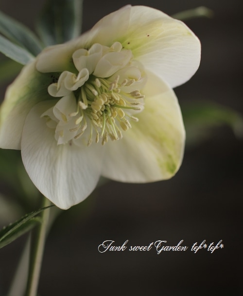 11335 深カップ縦ネク　ホワイトセミダブル　クリスマスローズ　開花株 クリスマスローズ 『ピンクセミダブルスポットカップ咲き』【No.A