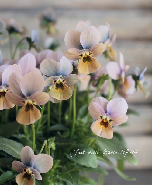 ビオラ 40cm ビオラが新しく入荷しました🌸 寒さに強く、長く咲いてくれる優秀なお