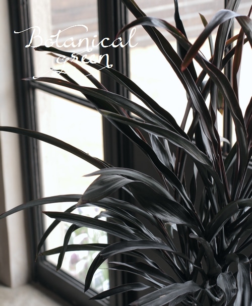 超希少品種！！ コルジリネ 『ブラックスパイダー』 | すべての商品