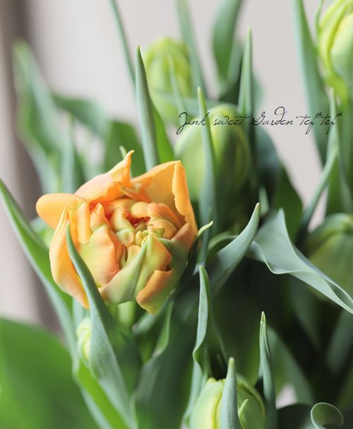 冷蔵チューリップ 大人色八重咲き 『オルカ』 | すべての商品 | | Junk