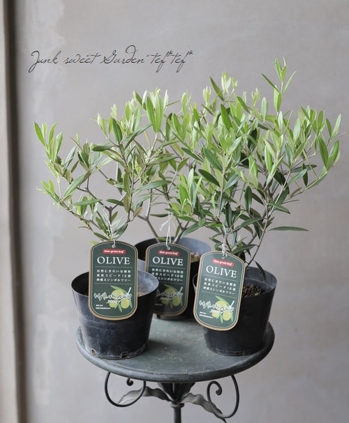 オリーブ 『HINAKAZE -ひなかぜ-』 成長が早い！ | すべての商品