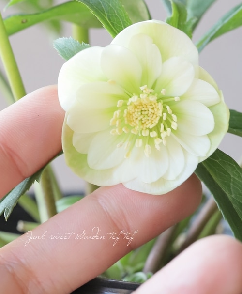 大和園】 クリスマスローズ 『小輪丸弁ダブルホワイト』 2024 【No.7