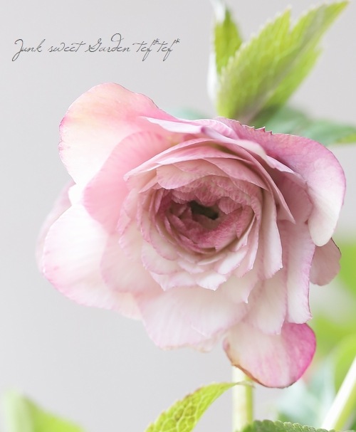 クリスマスローズ 『川久保交配・超多弁ダブル』 2026【No.1