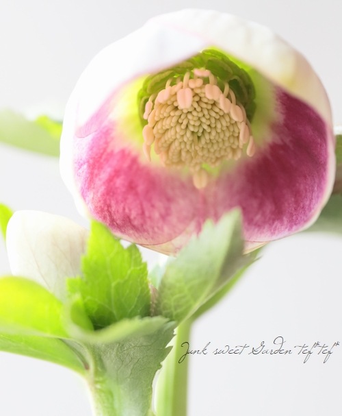 大和園】 クリスマスローズ 『パステリッシュストレイン』 2026【A