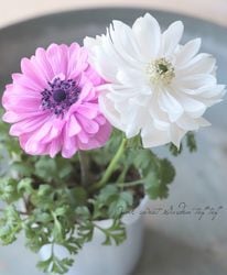 Flower Species,アネモネ・秋明菊 | Junk sweet Garden tef*tef*