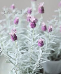 Flower Species,ラベンダー | Junk sweet Garden tef*tef*