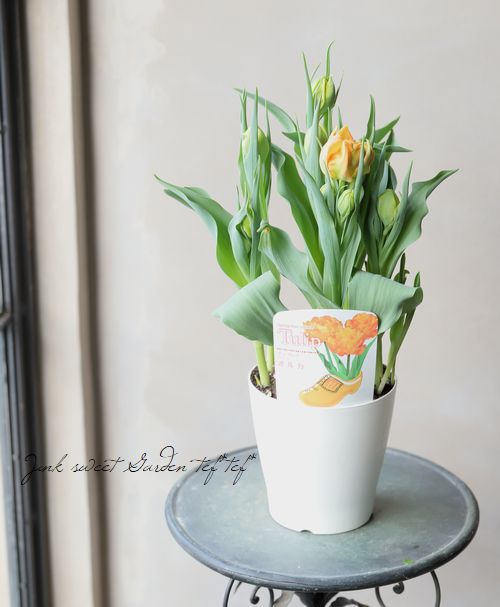 冷蔵チューリップ 大人色八重咲き 『オルカ』 | すべての商品 | | Junk