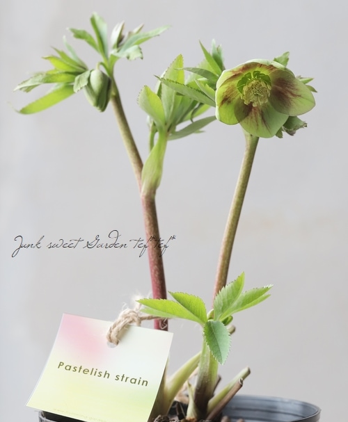 大和園】 クリスマスローズ 『グリーン・パステリッシュ』 【No.V