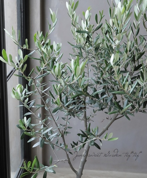オリーブ 『ルッカ』 樹形良し！良株！ 盆栽屋soujuさん トピアリー