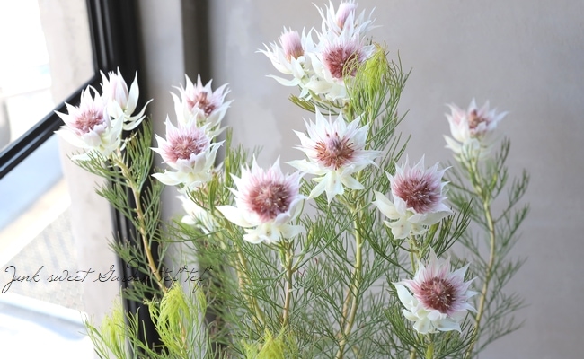 ジョーイセルリア 『ブラッシングブライト -Blushing Bride-』 特大株