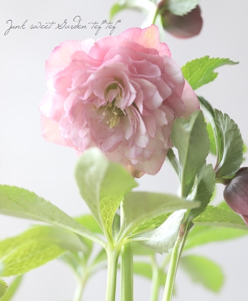 クリスマスローズ 『川久保交配・超多弁ダブル』 2026【No.1