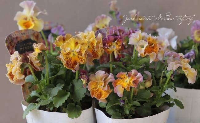 パンジー ・ムーランルージュ 『アプリコット』 食べられる