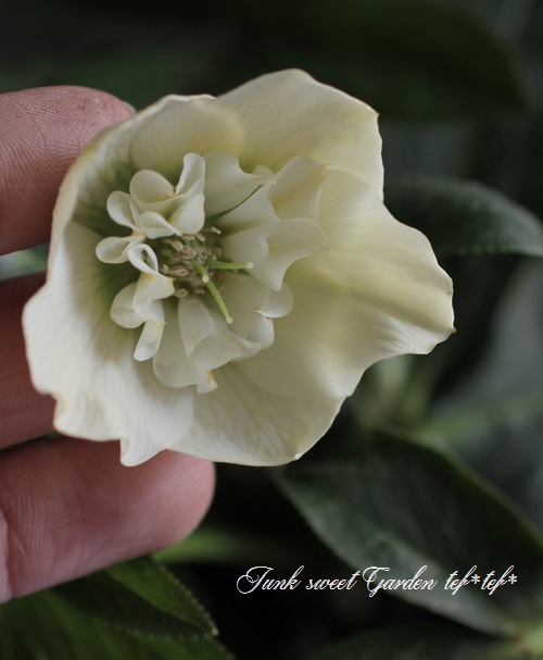 クリスマスローズ　多弁ホワイトブロッチdd　開花見込み大株 楽天市場】クリスマスローズ 開花見込み株 実生苗 ダブル咲き ホワイト