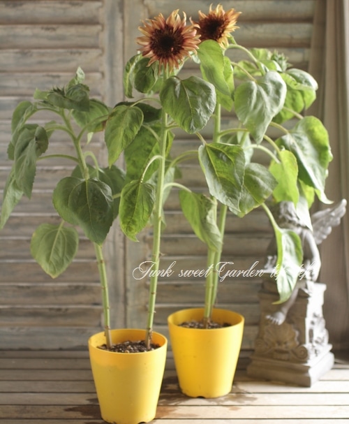 ひまわり 7254-946-