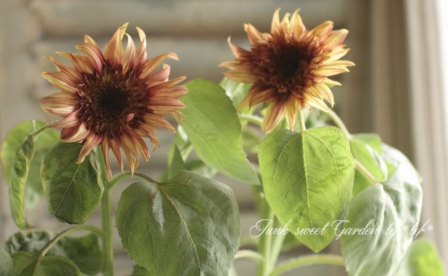 ひまわり 矮性ひまわり・ビッグスマイル（R）| 種・苗・ガーデニング用品の