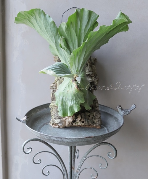 観葉植物】 プラティセリウム 『エレファントティス』 ビカクシダ