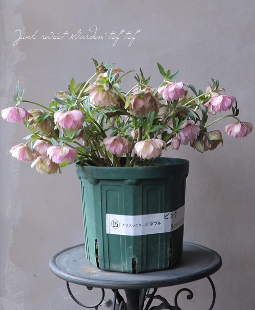 クリスマスローズ 『ピンクリバーシブル dd』 特大株 | すべての商品