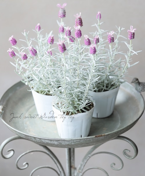 フレンチラベンダー 『サクレクール』 ピンク | すべての商品 | | Junk