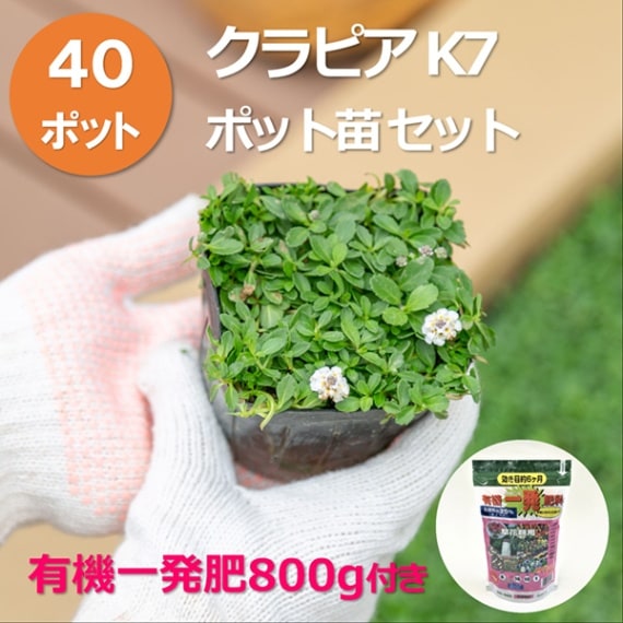 クラピアK7ポット 40個セット（肥料800g付） | その他,花・植物苗