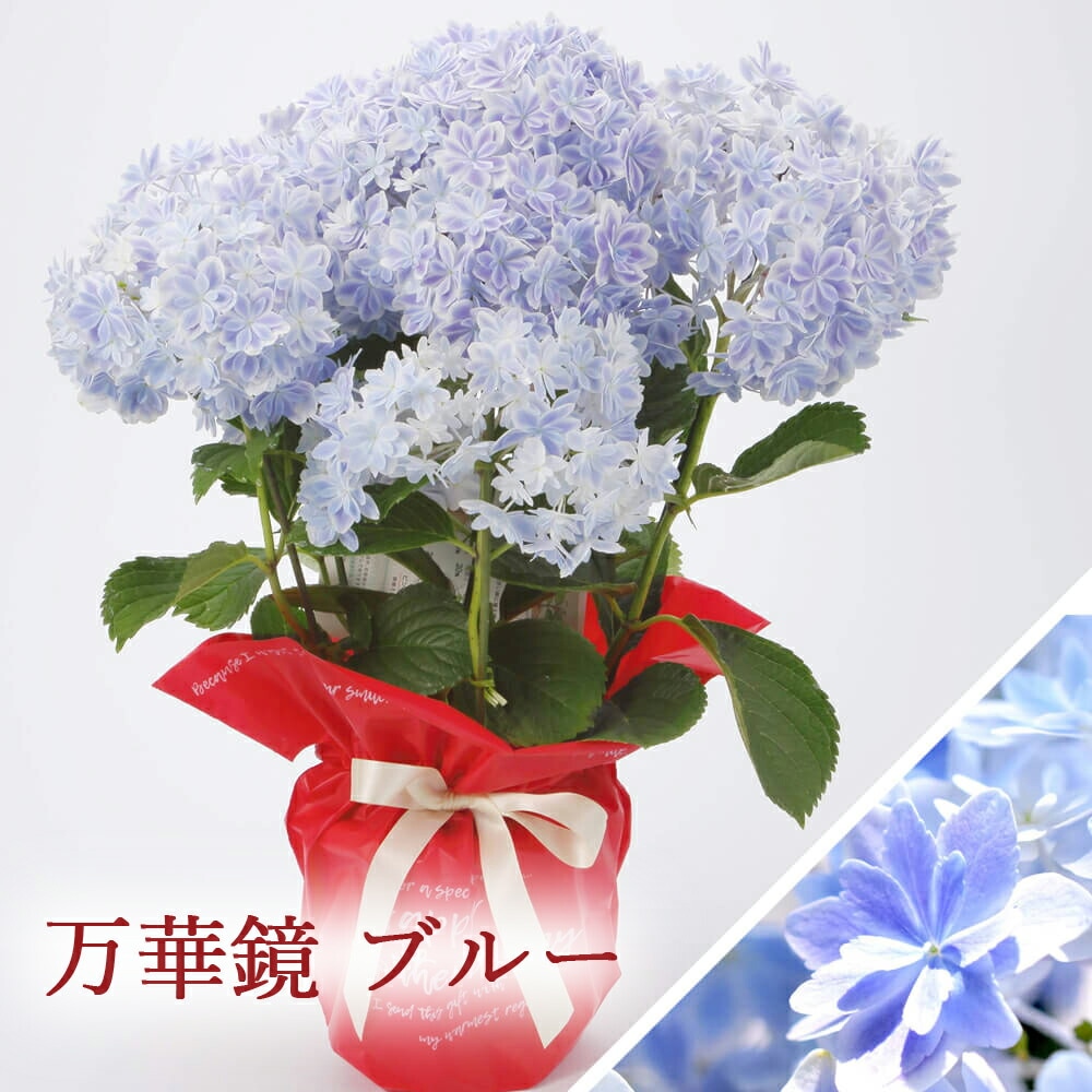 2025年 母の日ギフト 】 アジサイ 鉢植え 5号鉢 島根の稀少品種 紫陽花