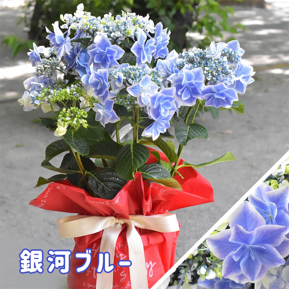 2025年 母の日ギフト 】 アジサイ 鉢植え 5号鉢 島根の稀少品種 紫陽花