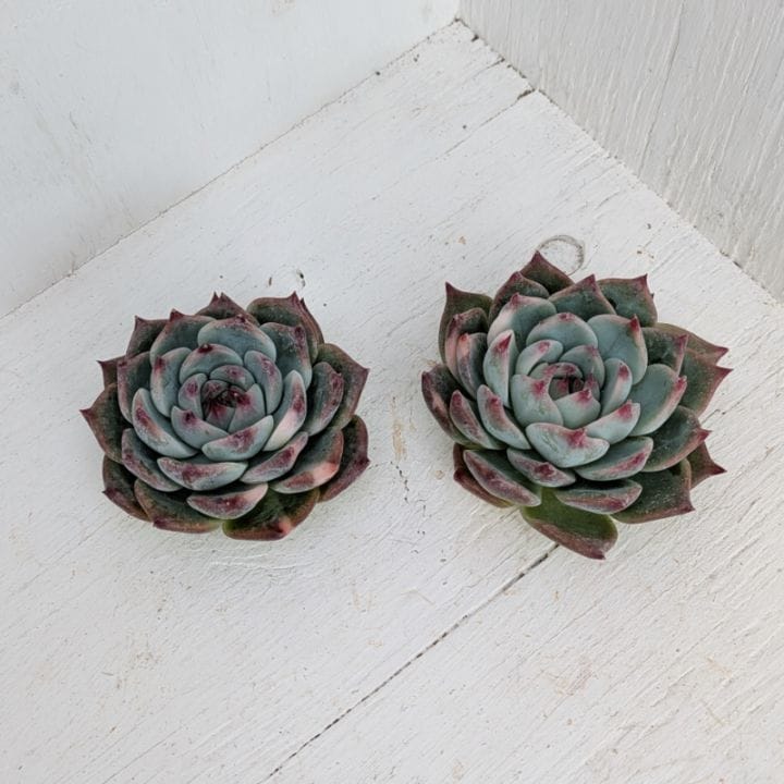 エケベリア | 多肉植物の専門通販サイト｜実のりえん