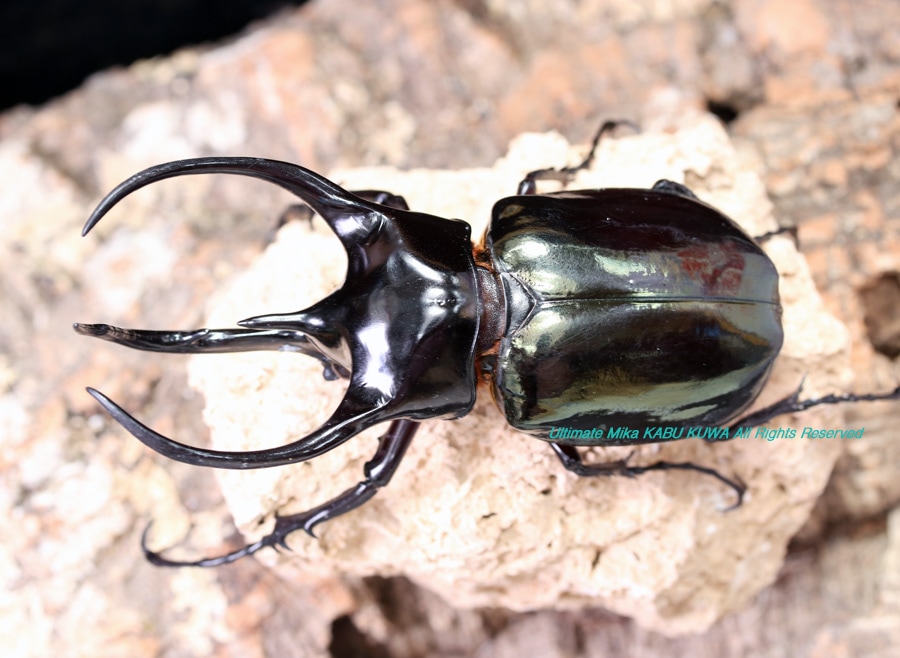 2022,7/12 新着WILD 豪華絢爛浅草導夢!! マレーシア便 マレー