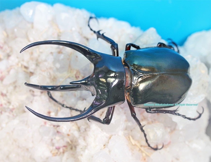 2024,6/17 新着WILD 直輸入インドネシア便 ジャワコーカサス画像の個体