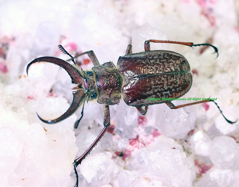 2026,2/2,3新着WILD 超Ultimate14 南米ペルー便 ギガンテウスシワバネ