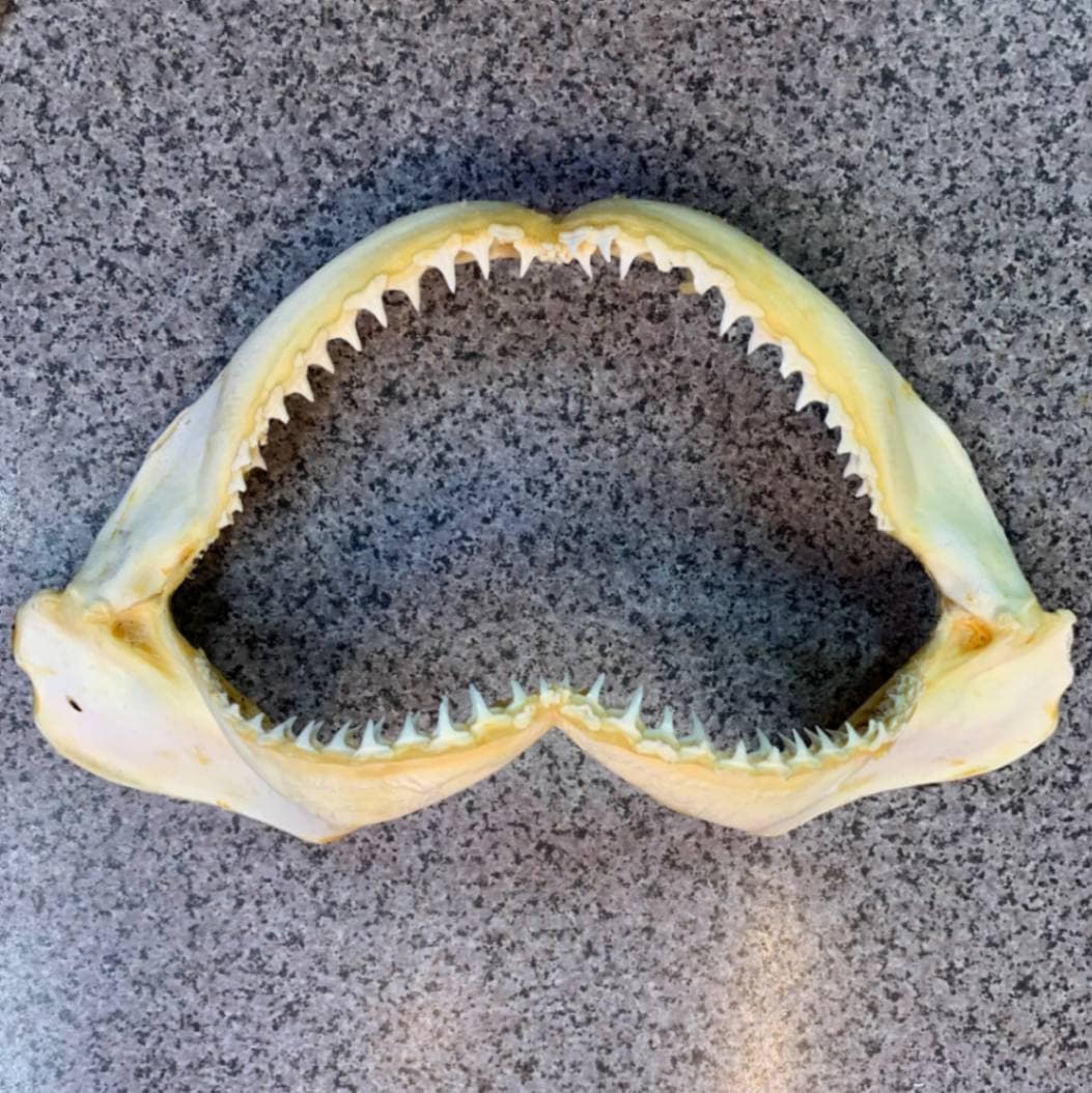 サメの顎（アゴ）【標本】 31cm | プレゼントにも！海雑貨,海の