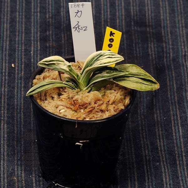 万年青(おもと）：力和(りきわ） 【現品】【送料無料】 | 古典植物