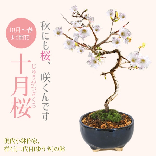 桜盆栽：十月桜*(鉢 現代小鉢作家 祥石(二代目)ゆうき)濃藍丸鉢 bonsai