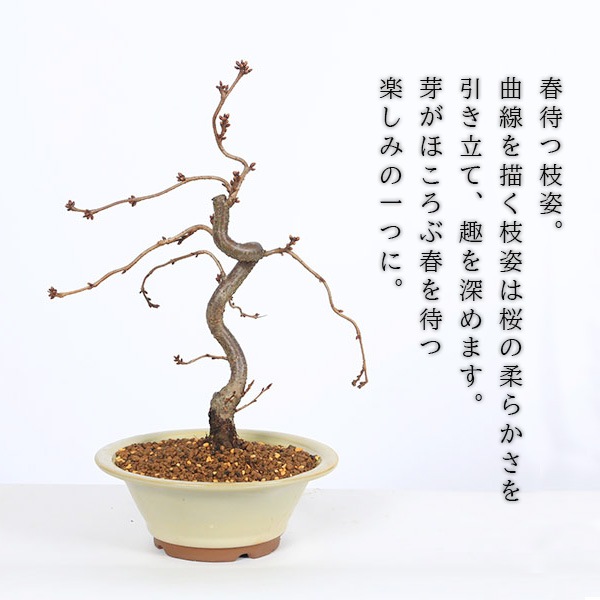 桜盆栽：桜(八重の輝き)*Sakura 【2026年春開花予定】【送料無料