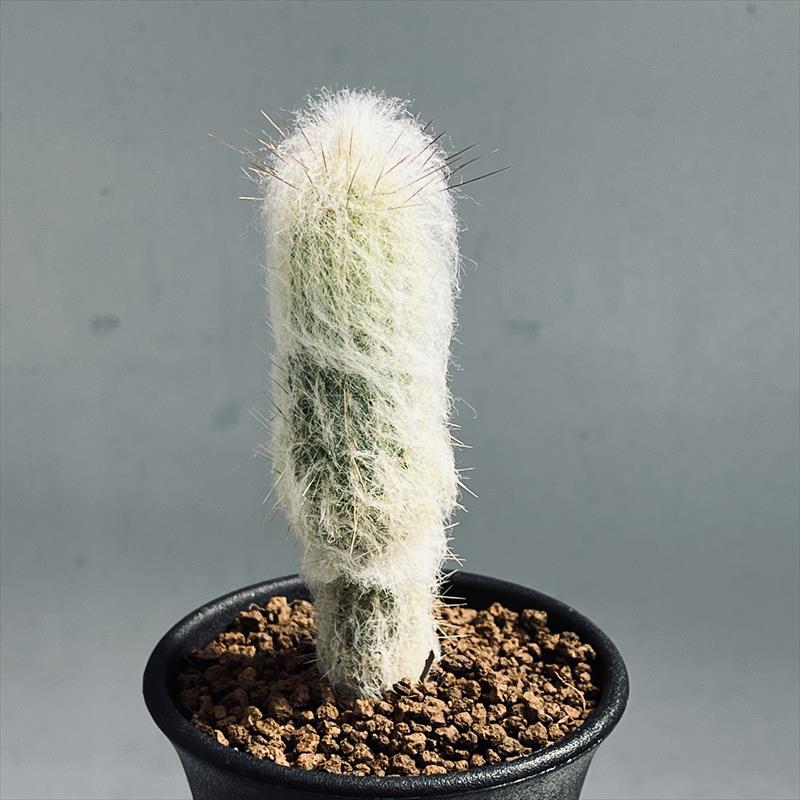 サボテン：エスポストプシス デボスキー 白麗翁*幅3cm | サボテン