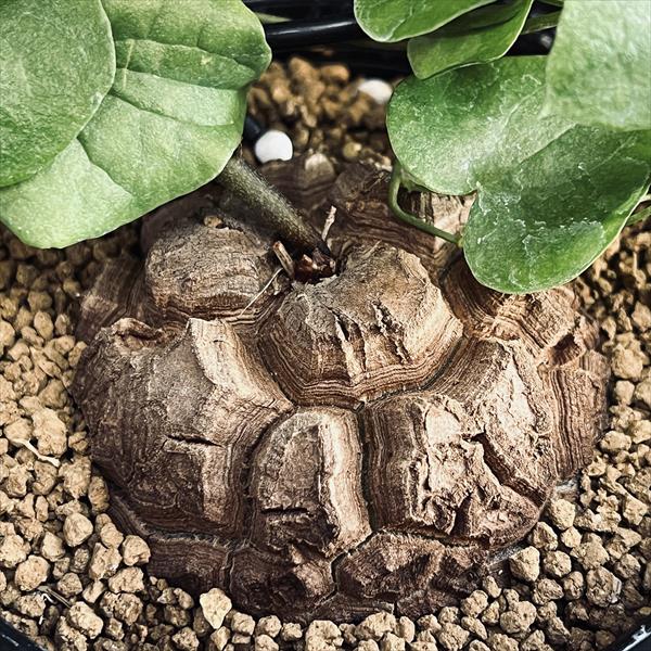 コーデックス：アフリカ亀甲竜*塊根幅5cm | サボテン＆多肉植物