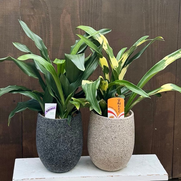 おしゃれ 観葉植物 鉢色選べます：オモト 鉢植え*おもと 万年青 | 観葉