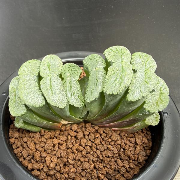 多肉植物：ハオルチア 玉扇 T51*幅9cm 現品！一品限り | サボテン