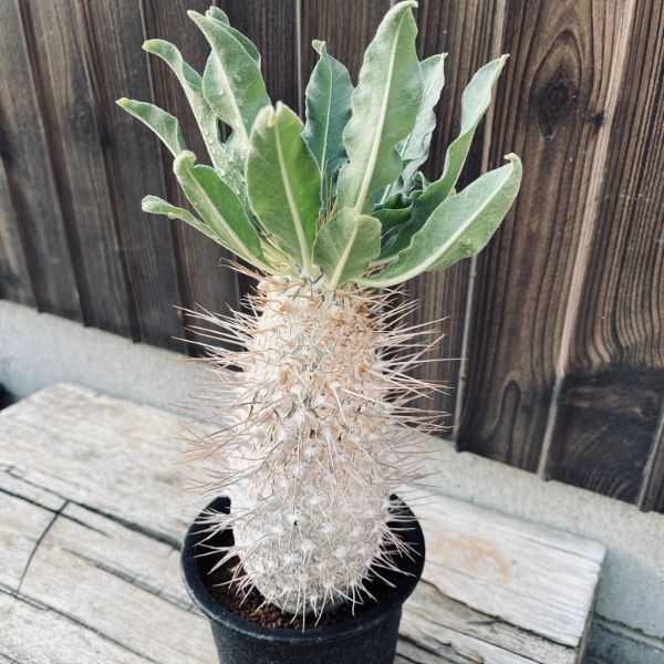 コーデックス：パキポディウム 光堂 実生*塊根幅12cm 現品！一品限り